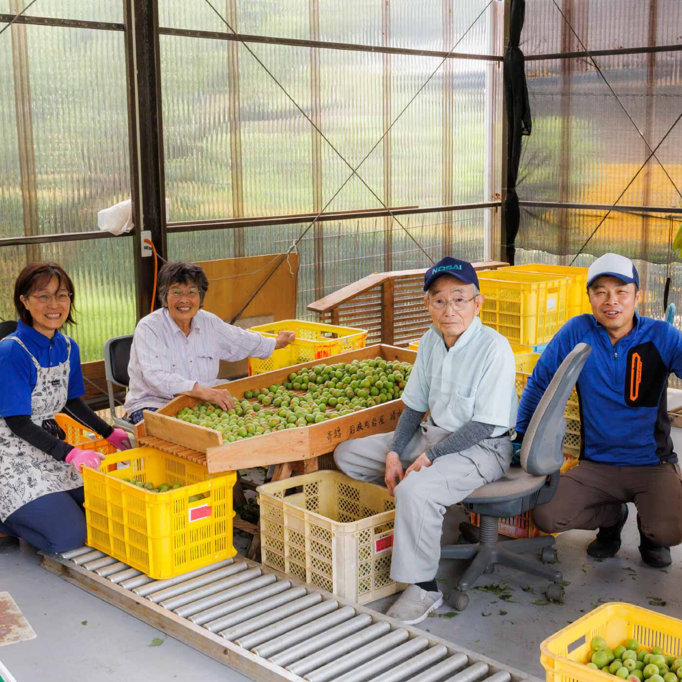 FP産地直送マルシェ|【予約限定・締切6月5日】福井県産 かをり梅 蘭麝（らんじゃ） 完熟1.5kg