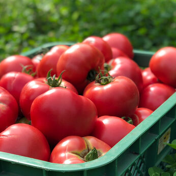 FP産地直送マルシェ | ちっちゃな農家の完熟トマト詰合せセット２．５