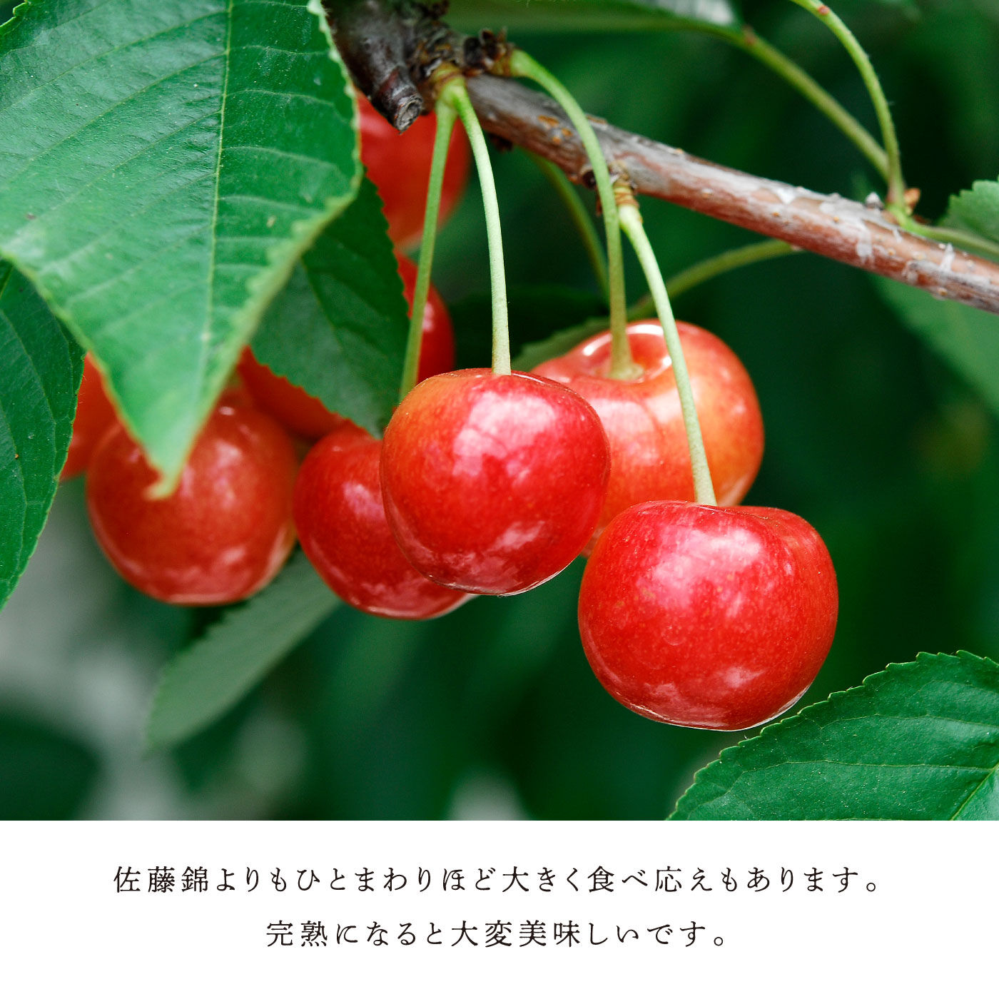 FP産地直送マルシェ|【予約限定・締切 6月26日】さくらんぼ好きにはたまらない、北海道・大橋さくらんぼ園の生さくらんぼ紅秀峰５００ｇ