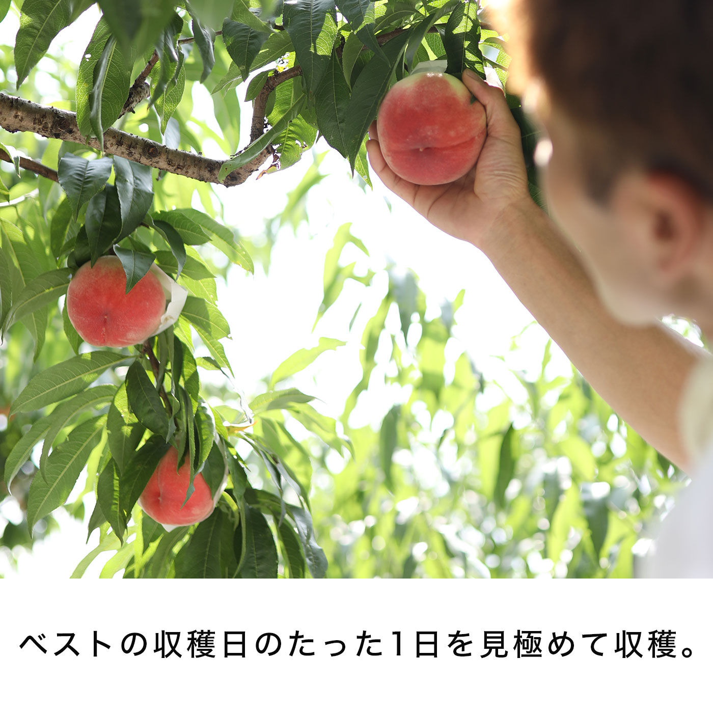 FP産地直送マルシェ|【予約限定・締切6月12日】ご家庭用 山梨県産樹上で完熟HOPE園の白鳳系桃　約2kg