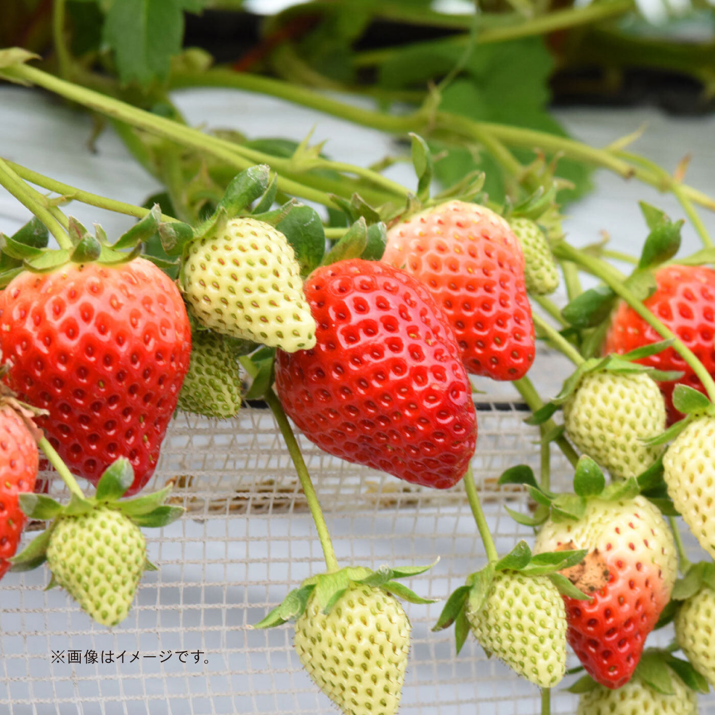 FP産地直送マルシェ|佐賀県　菜穂さんのいちご「さがほのか」化粧箱入り