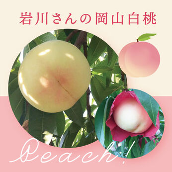 FP産地直送マルシェ | 【数量限定:30セット】岩川さんの 岡山白桃  大玉5玉 約1.5kg