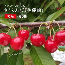 FP産地直送マルシェ | めんこいべ！ アンスリーファーム さくらんぼ「佐藤錦 秀品」 600g