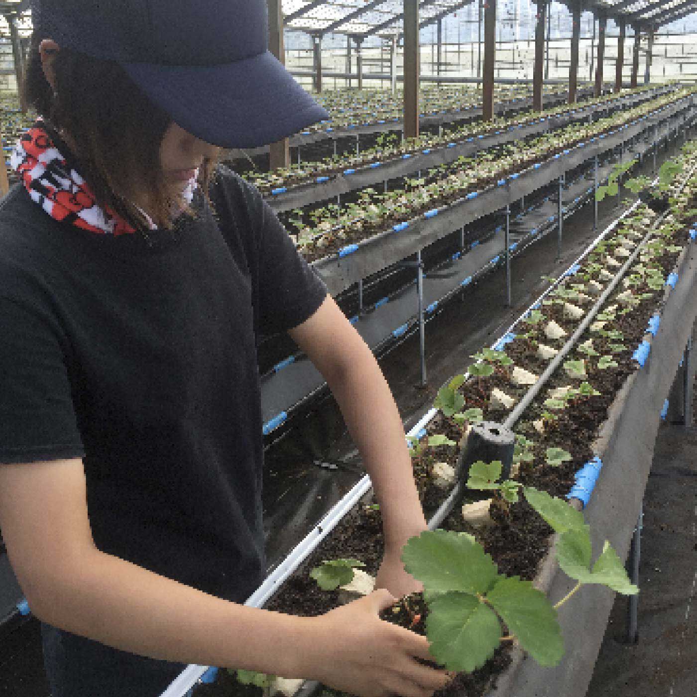 FP産地直送マルシェ|【予約限定・締切5月22日】香川県  森のいちごの「カッチカチいちご〈冷凍さぬき姫〉」400g×2袋