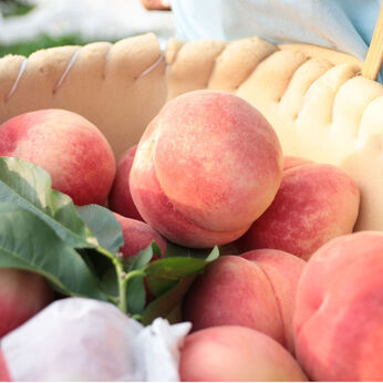 FP産地直送マルシェ | 山梨からお届け 桃農家 ヤマシタの桃（白鳳系） 約1.3kg