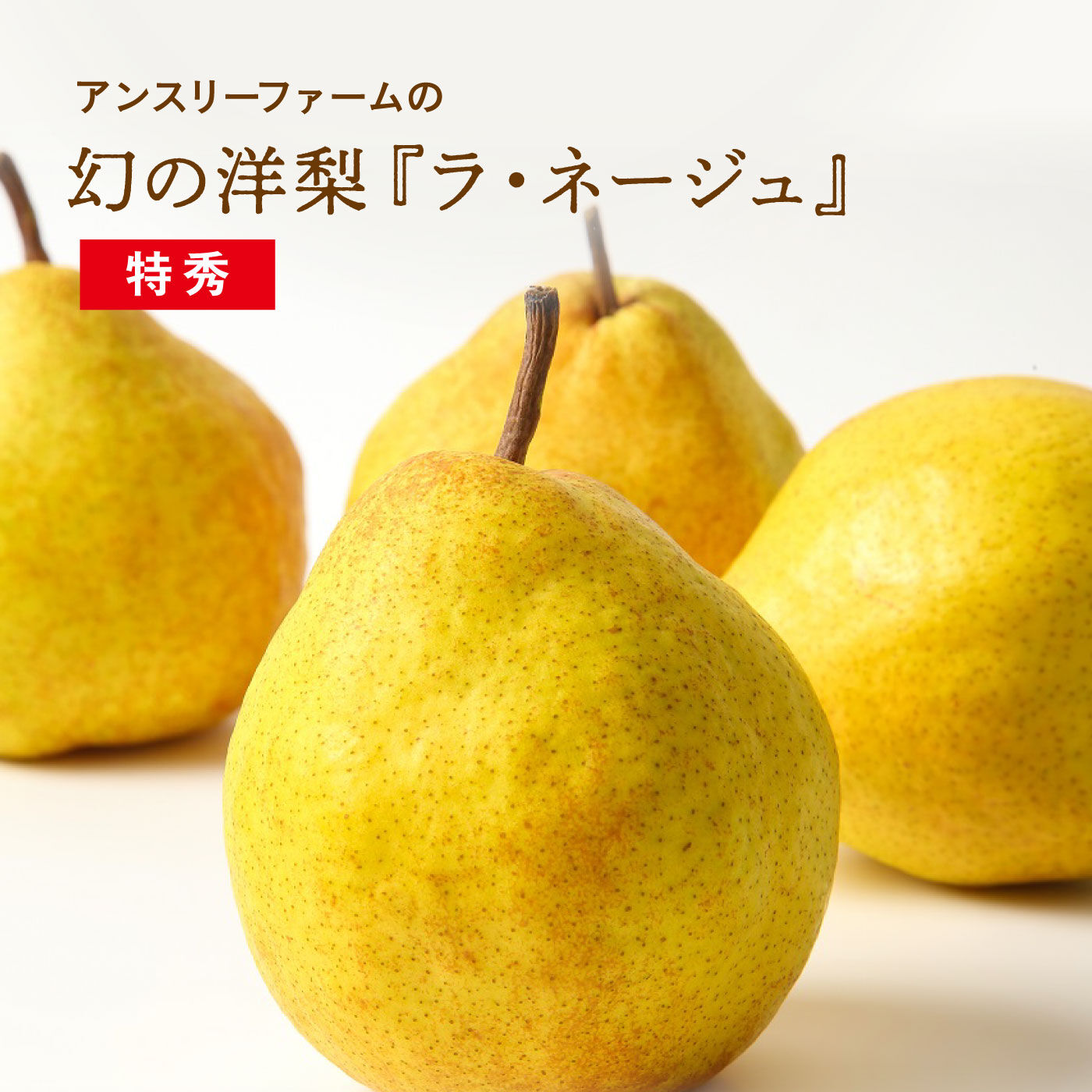 FP産地直送マルシェ|【予約限定・締切11月13日】山形県　アンスリーファームの希少品種「ラ・ネージュ」 2キロ