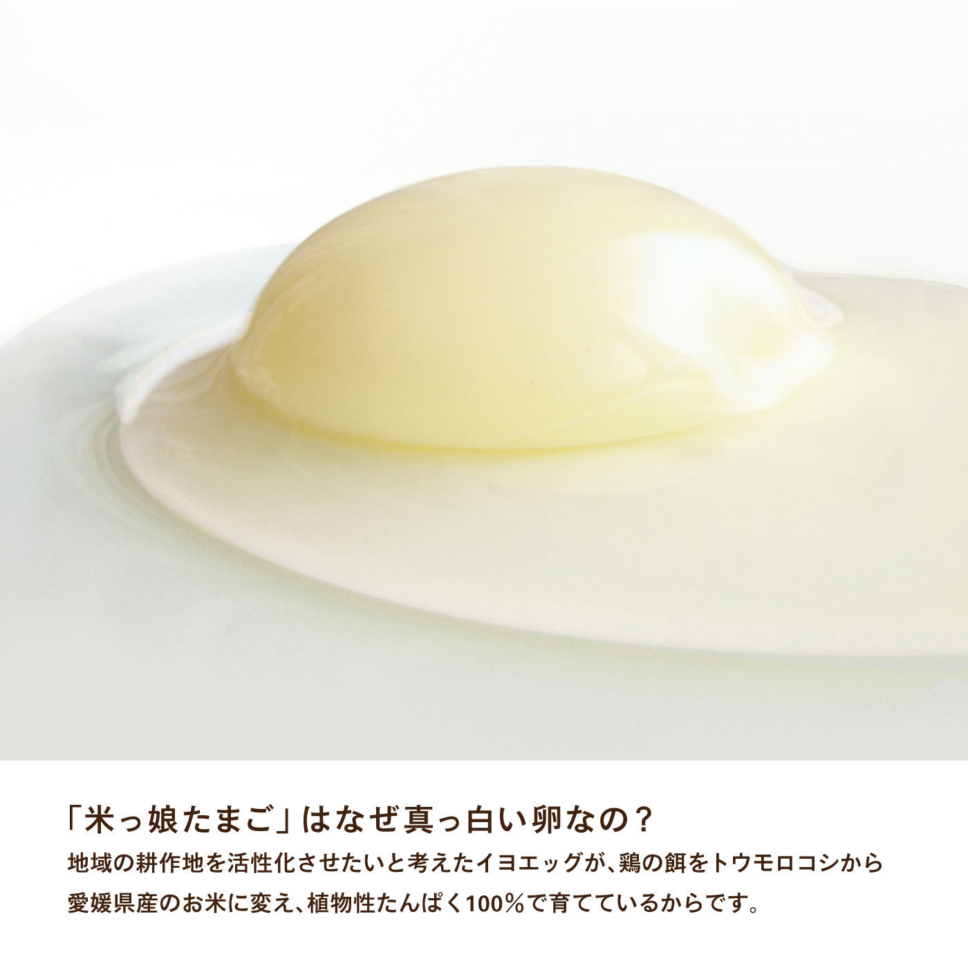 FP産地直送マルシェ|白い卵から生まれた　イヨエッグの白壁ロールケーキ2本