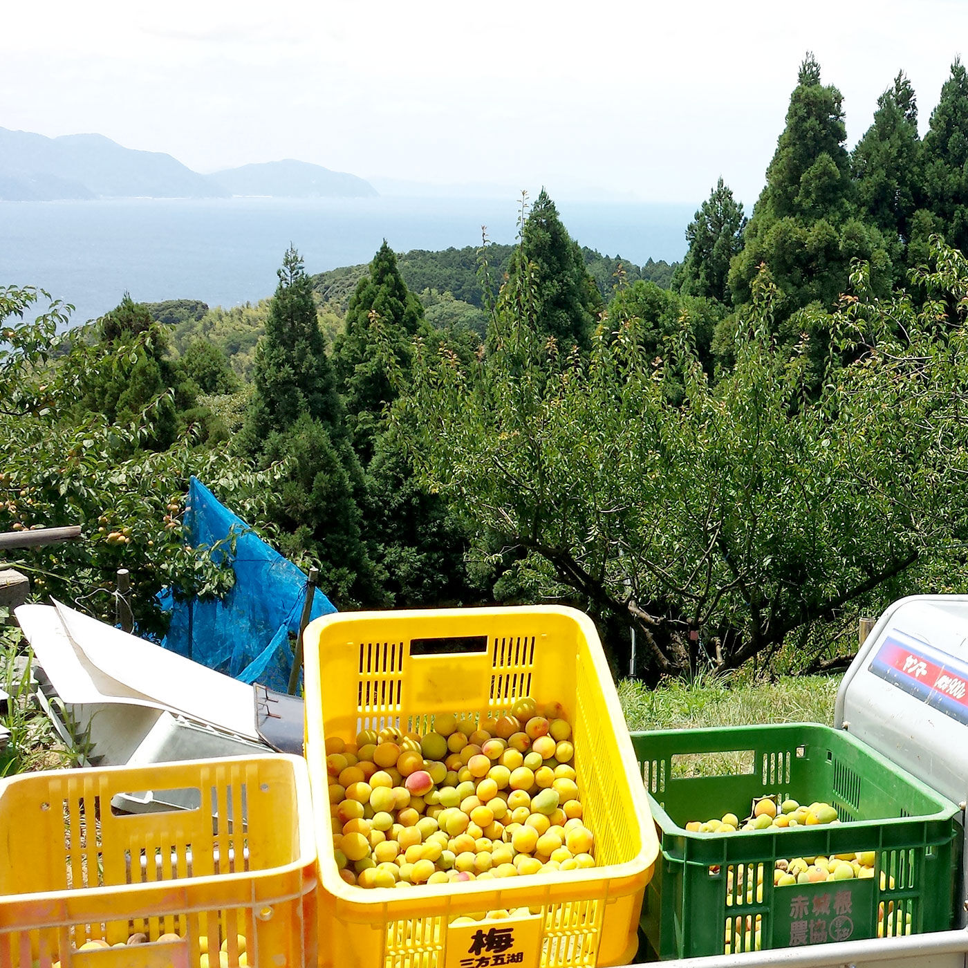 FP産地直送マルシェ|福井県産　完熟梅でつくった黄金の梅はちみつ２本セット