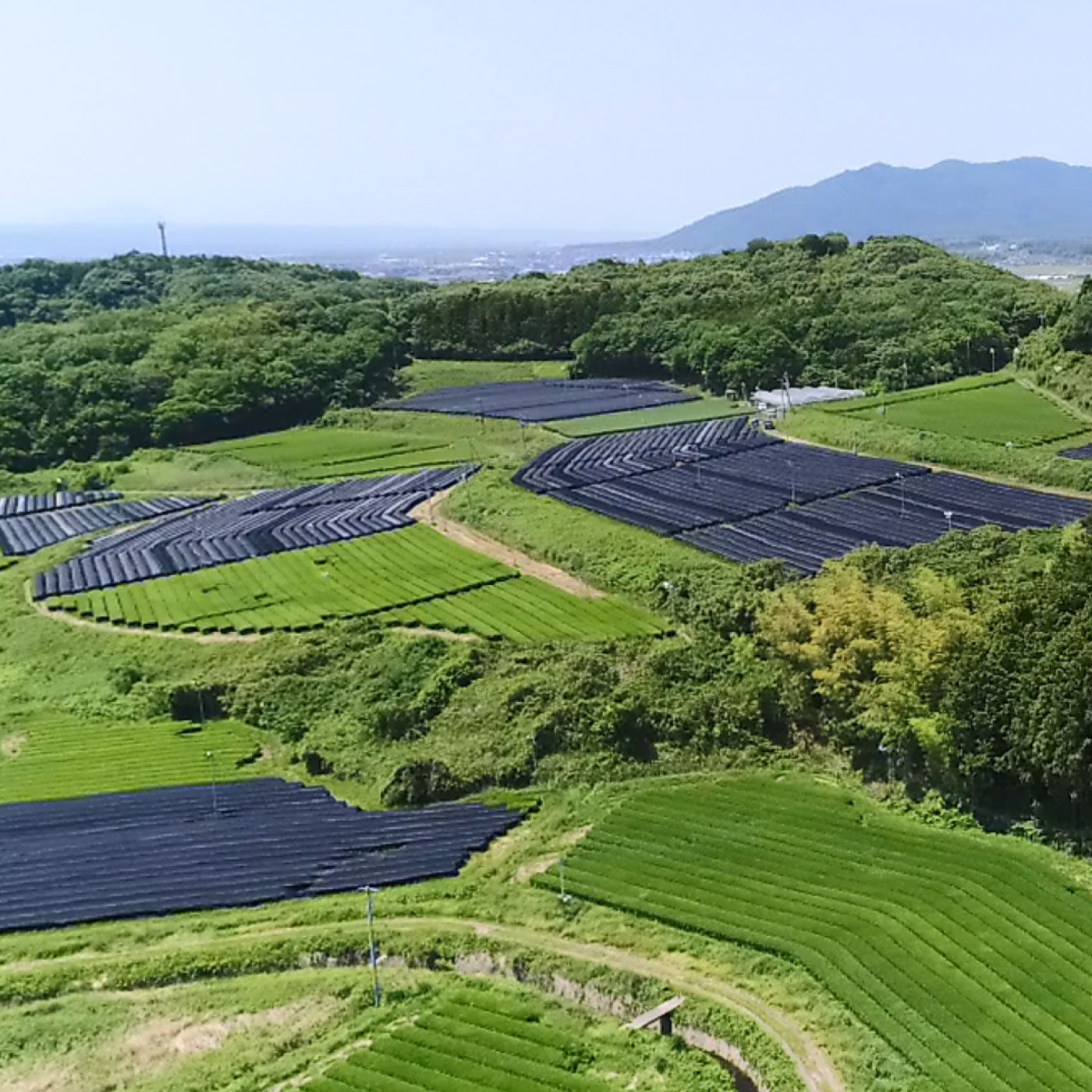 FP産地直送マルシェ|桃翠園の出雲茶セット