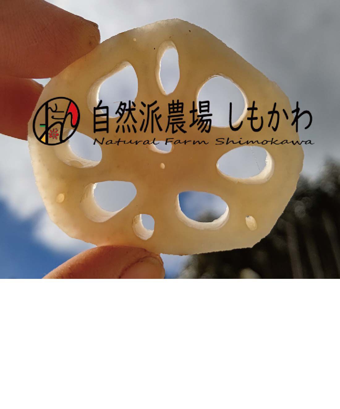 FP産地直送マルシェ|【締切12月4日】お正月の縁起物　自然派農場しもかわの土つき堀りたてれんこん１キロ