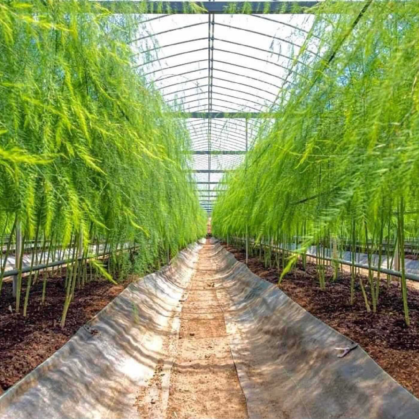 FP産地直送マルシェ|【予約限定・締切6月26日】徳島アントファーム 感謝の気持ちが込められたアスパラガス「せいくらべ」２Lサイズ １ｋｇ|えぐみや雑味の元になる化学肥料は一切使用せず、厳選した有機肥料のみを使用しています。