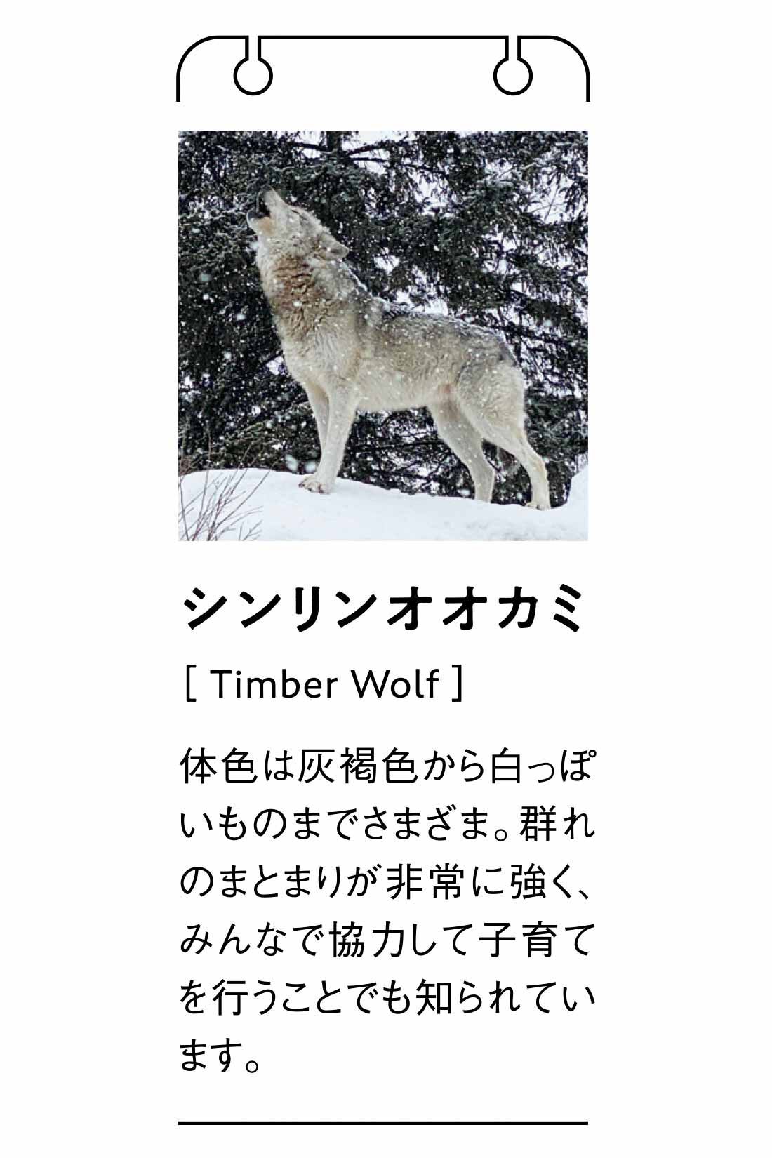 MEDE19F [メデ・ジュウキュウ]|旭山動物園・ボルネオの森応援商品 MEDE19F シンリンオオカミのカウチンニット