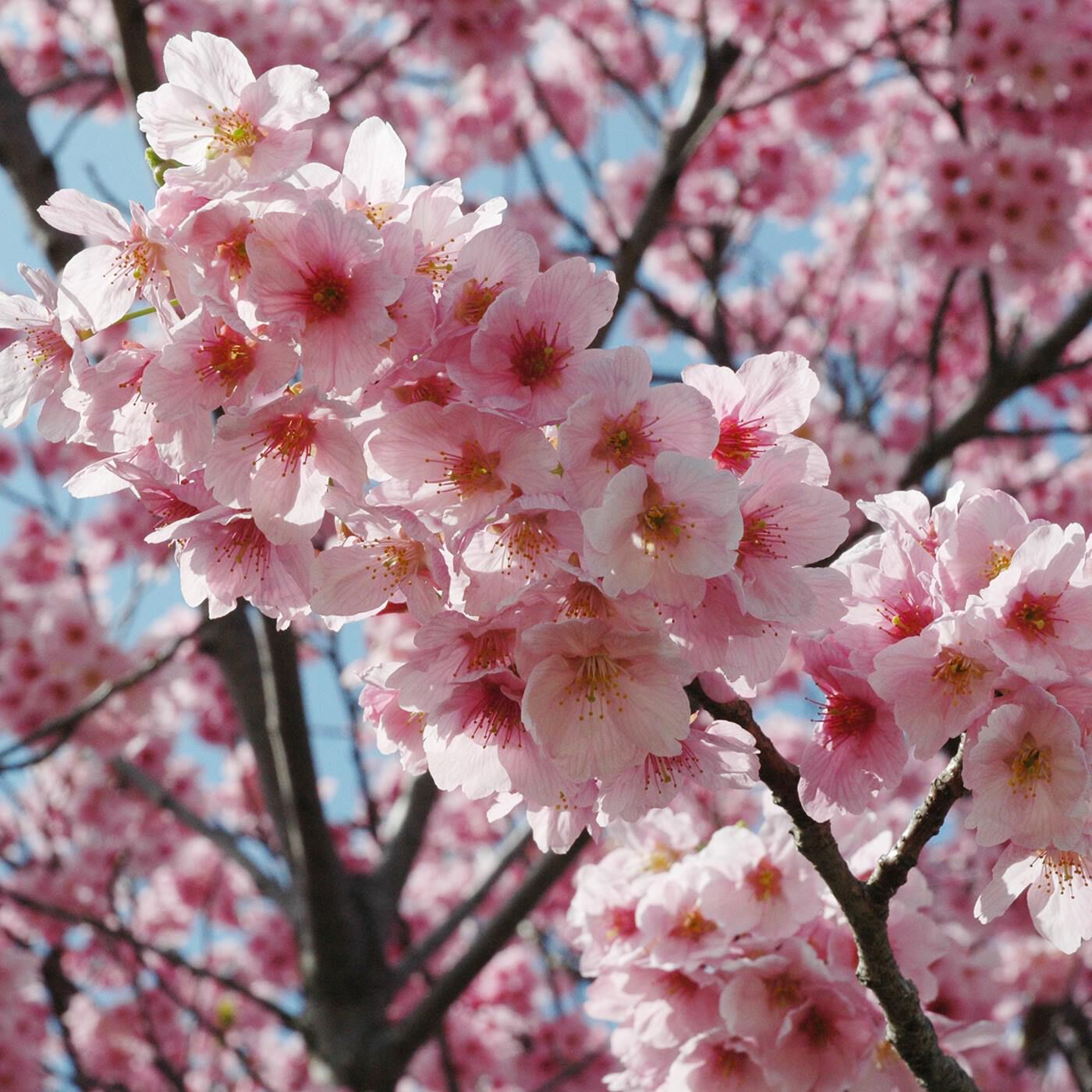 BEAUTY PROJECT|馬油さくら化粧水の会|陽光桜花エキス(※)は、愛媛県産の陽光桜の花から抽出したエキス。お肌をしっとりとうるおし、つややかな肌へと導きます。※セラススヨウコウ花エキス(保湿成分)