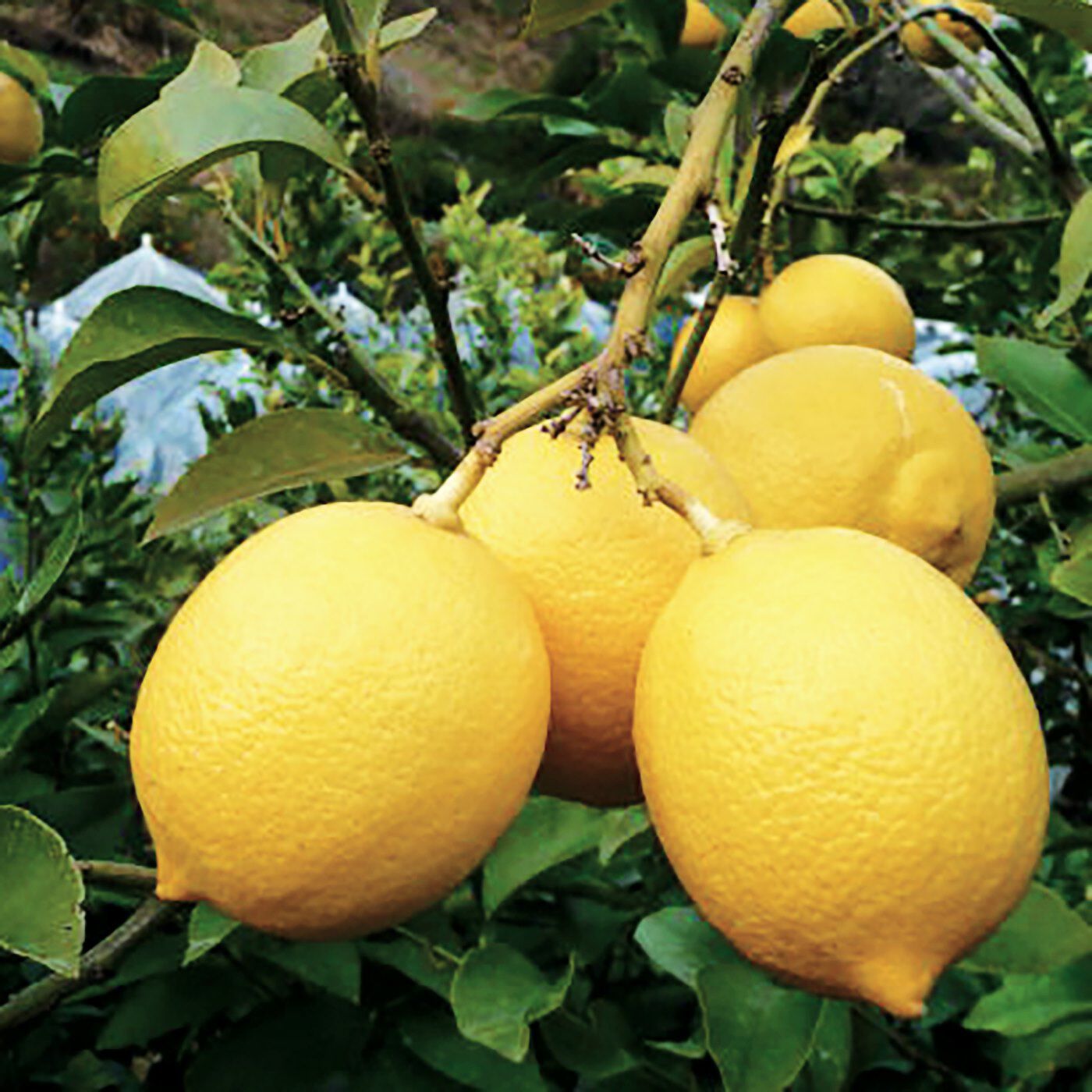 BEAUTY PROJECT|瀬戸内レモン　ミルクローション〈200ｍＬ〉の会|摘みたて後すぐのフレッシュなレモンを、ひとつずつ手作業で皮むきします。