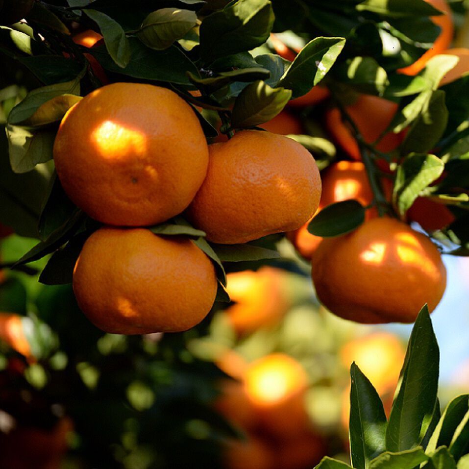 Natucul Chou Club|みかんの学校 　とんと農園　宮川早生 3Ｋｇ 　12月上旬お届け|宮川早生が栽培されている南東斜面は、寒暖の気温差が大きいうえに日当たりもよく、水はけもいいと好条件がそろっています。