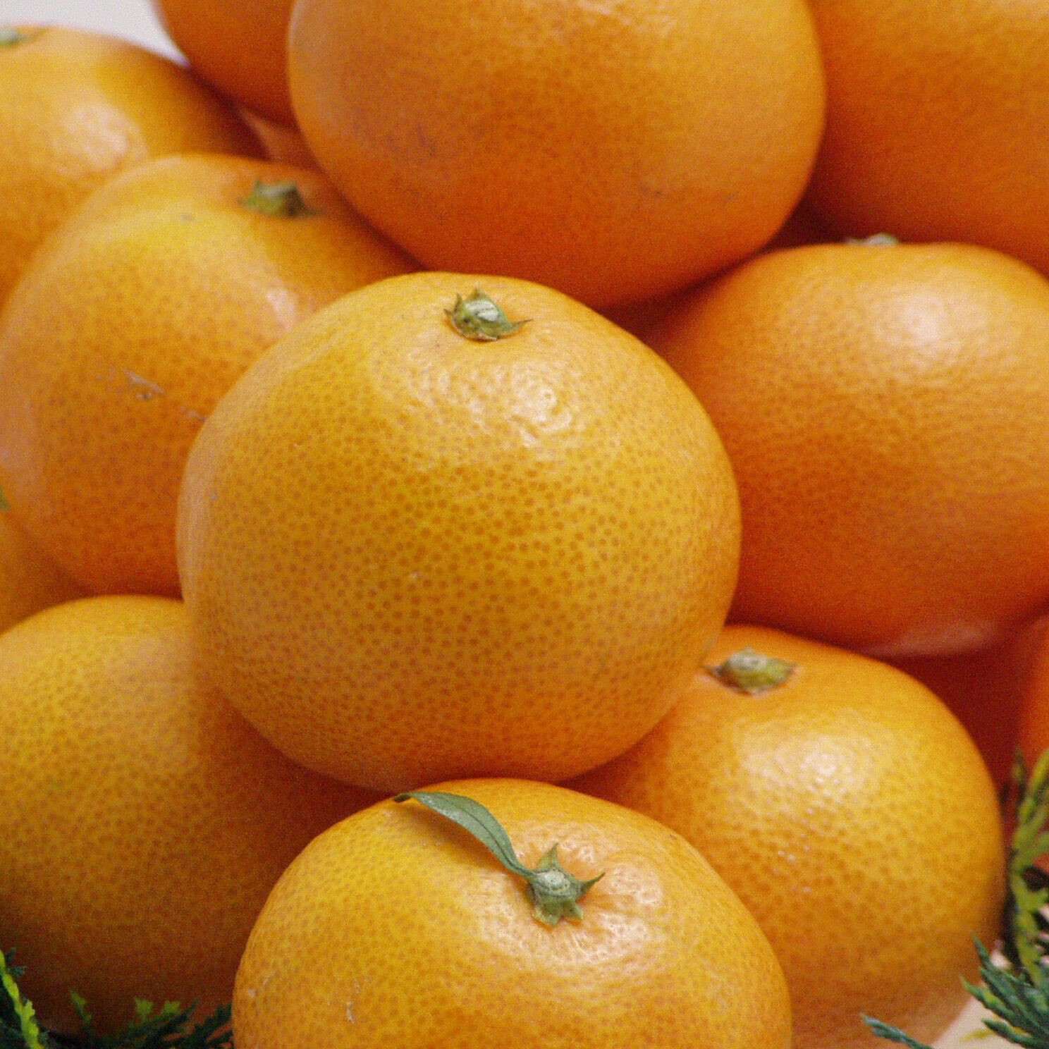 Natucul Chou Club|みかんの学校 　とんと農園　宮川早生 3Ｋｇ 　12月上旬お届け|木の上で食べごろになるまで完熟させたとんと農園・宮川早生。