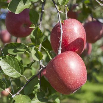 Natucul Chou Club | 標高５００ｍ　鶴田農園サンふじ３ｋｇご家庭用