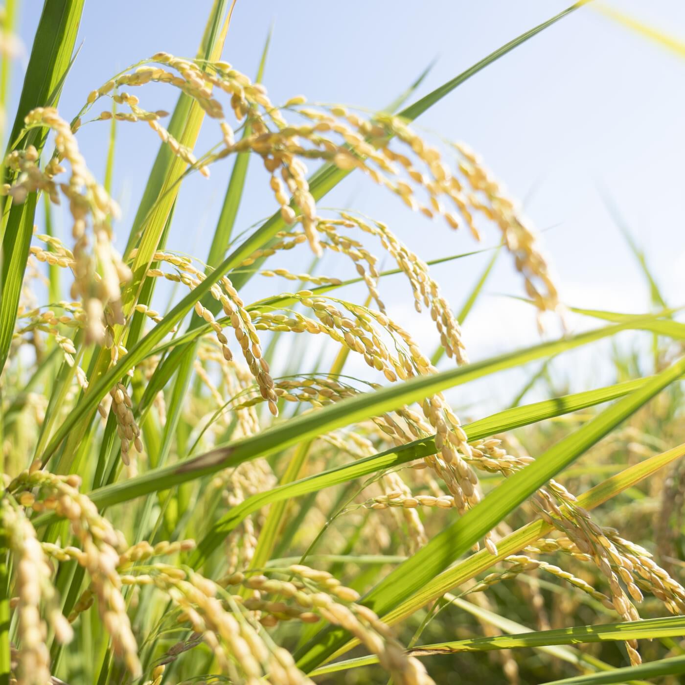 Natucul Chou Club(ナチュカル・シュークラブ)|フライパンでできる！おうち米粉パンキット|主原料になる米粉は、「こなだもん」というパンに適した品種の米。節減対象農薬・化学肥料（生産地域比5割減）の特別栽培米です。
