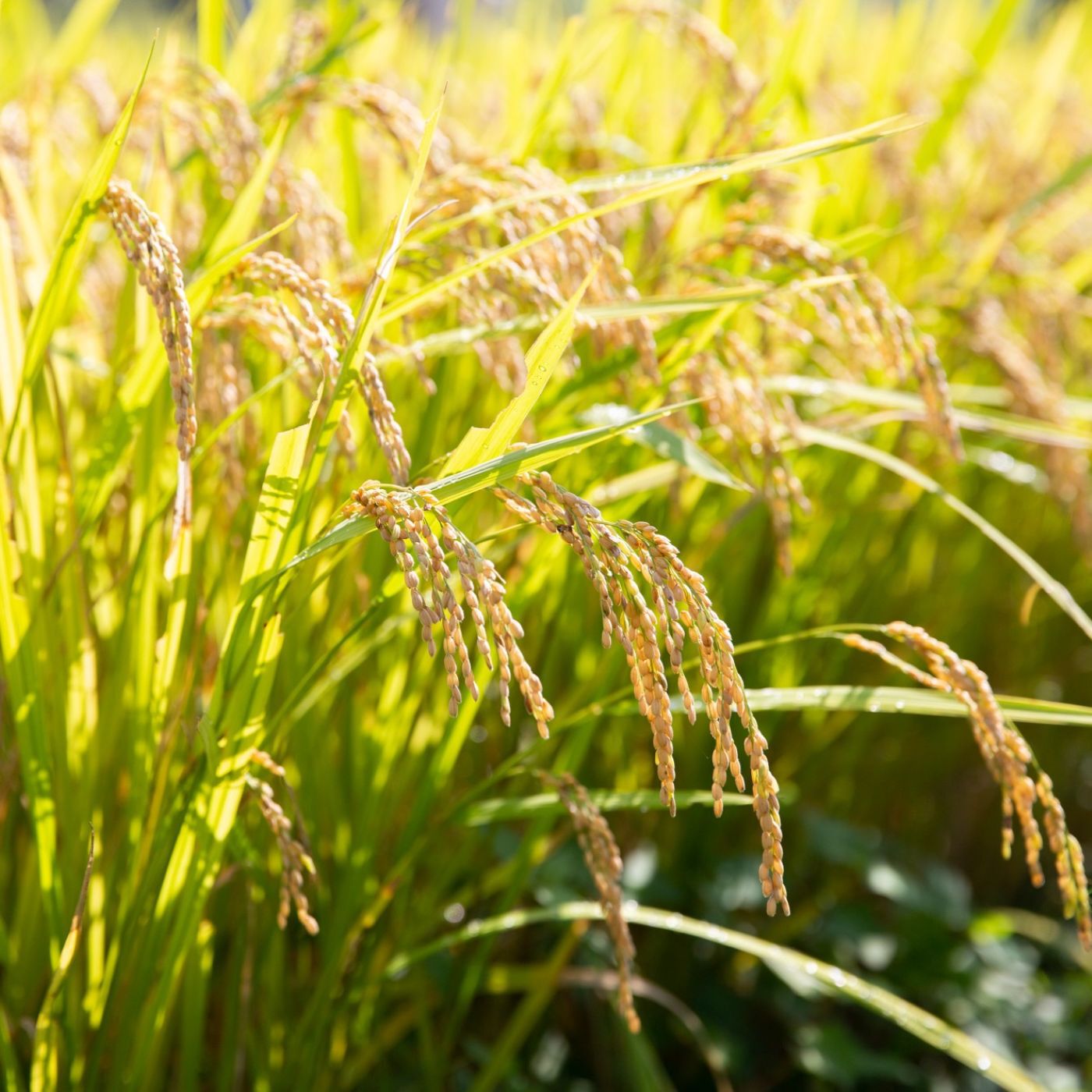 Natucul Chou Club|発酵菓子カヌカさんの「ポン菓子グラノーラ」とクッキーセット|麹だけではなく農薬不使用の玄米を使うなど原材料は厳選。