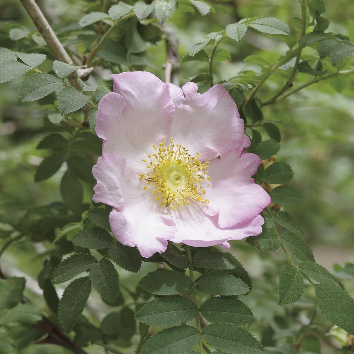 el:ment|絶滅危惧植物のサンショウバラの刺しゅうが華やぐ　ネパールの職人が織り上げた軽やかヤクウールストール|日本固有の植物、サンショウバラ。葉っぱは山椒に似ていますが、花が咲くと愛らしい一重のバラだとわかります。／撮影場所：神戸市立森林植物園