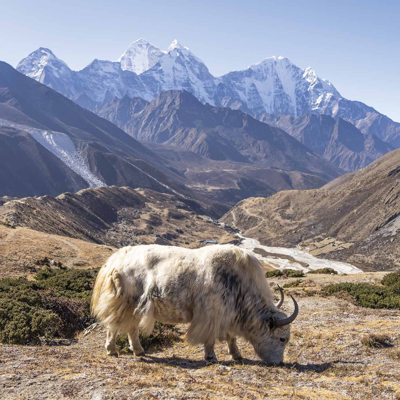 el:ment|絶滅危惧植物のサンショウバラの刺しゅうが華やぐ　ネパールの職人が織り上げた軽やかヤクウールストール|標高4000mもの高山地帯に生息するヤクの毛は、極寒に耐えることから、しっとりとやわらかく、暖かいのが特長。