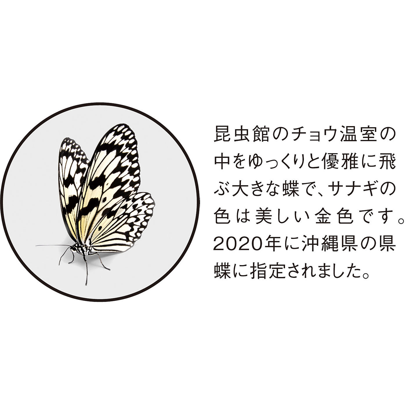 ミュージアム部|ミュージアム部　神秘的な蝶の誕生を再現した　バタフライエコバッグ＆サナギポーチ〈オオゴマダラ〉