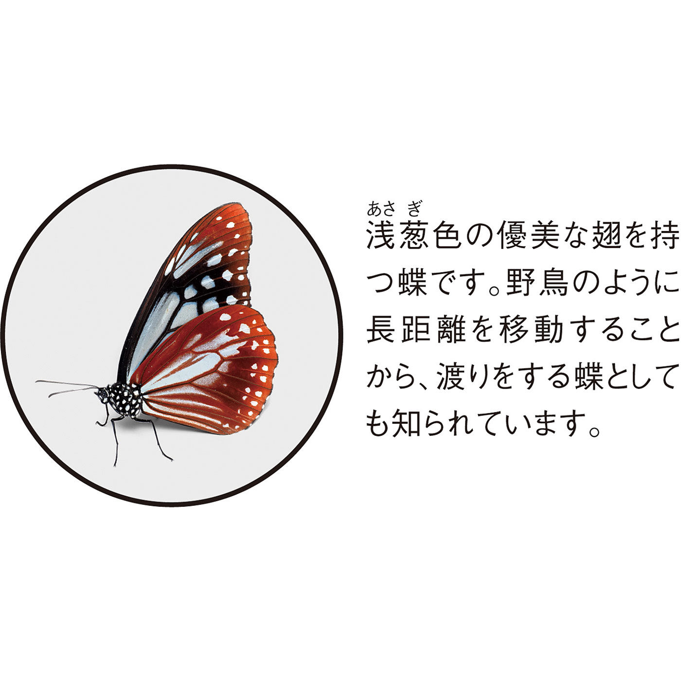 ミュージアム部|ミュージアム部　神秘的な蝶の誕生を再現した　バタフライエコバッグ＆サナギポーチ〈アサギマダラ〉