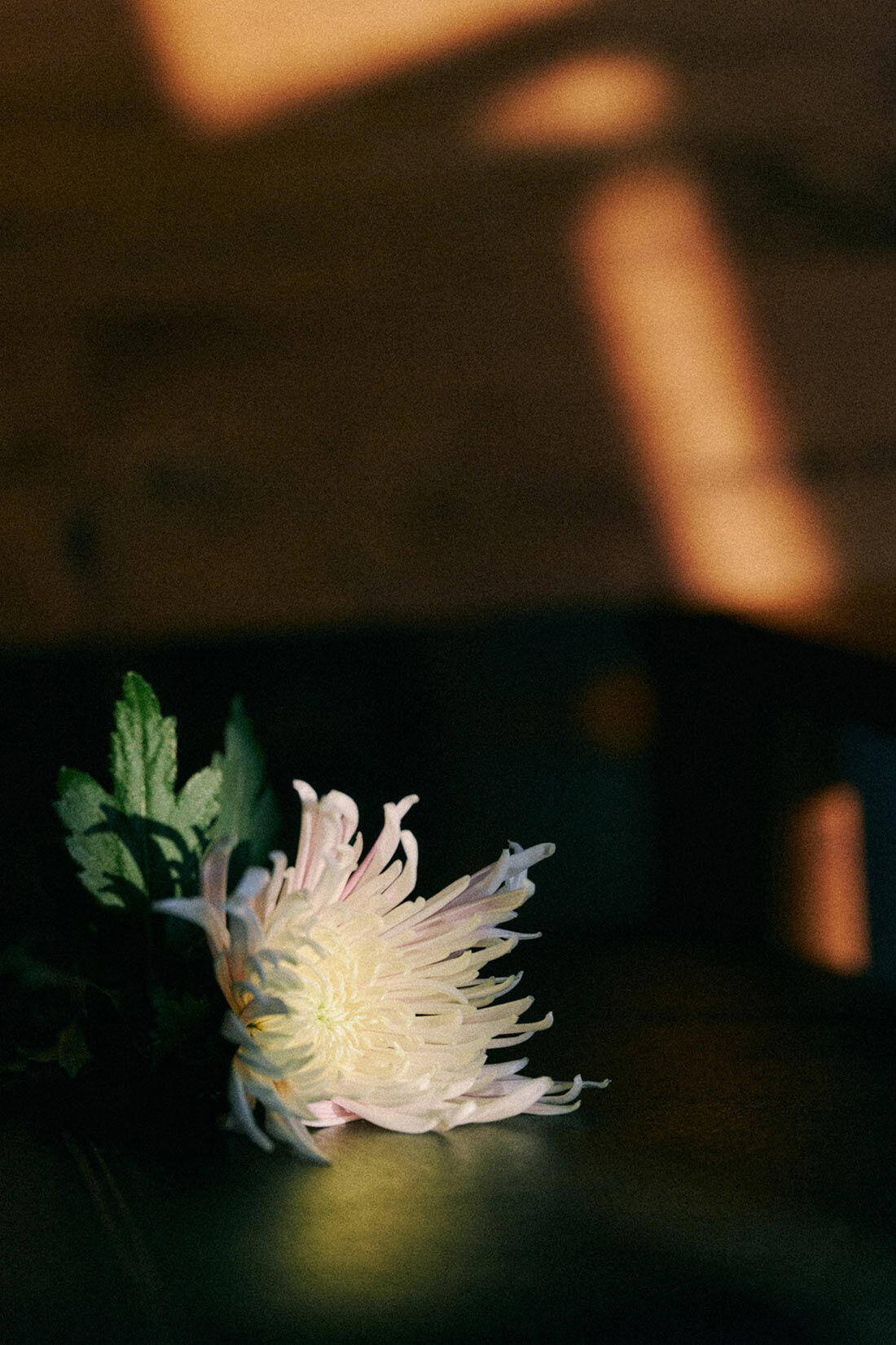 haco!|ｈａｃｏ！×ＮＯＫＩ 花をまとうコラボシリーズ【糸菊】お花の模様に編み立てたふわほわジャカードカーディガン