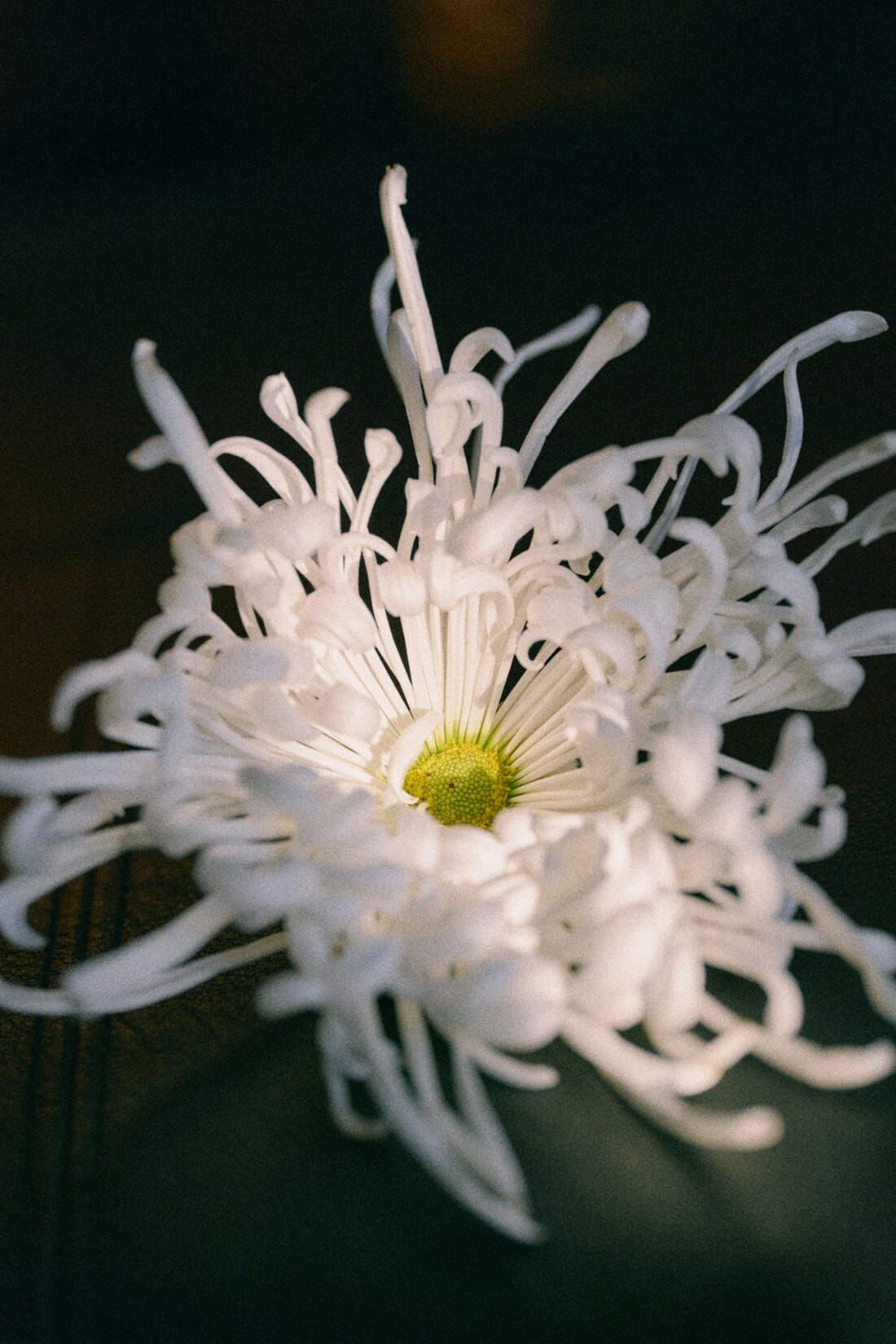 ｈａｃｏ！×ＮＯＫＩ 花をまとうコラボシリーズ【糸菊】美脚刺繍パンツ