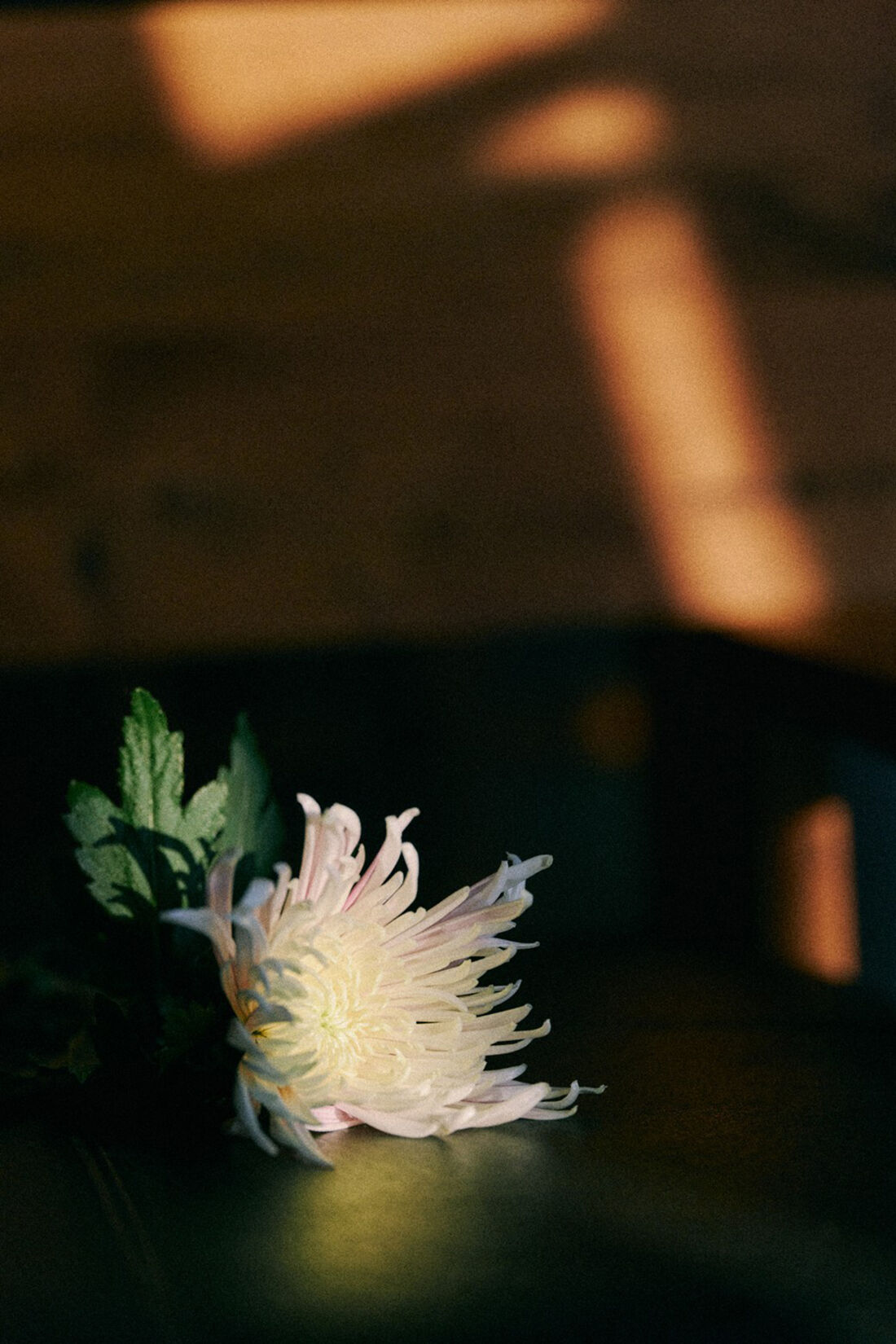 haco!|ｈａｃｏ！×ＮＯＫＩ 花をまとうコラボシリーズ【糸菊】お花の模様に編み立てたふわほわジャカードカーディガン