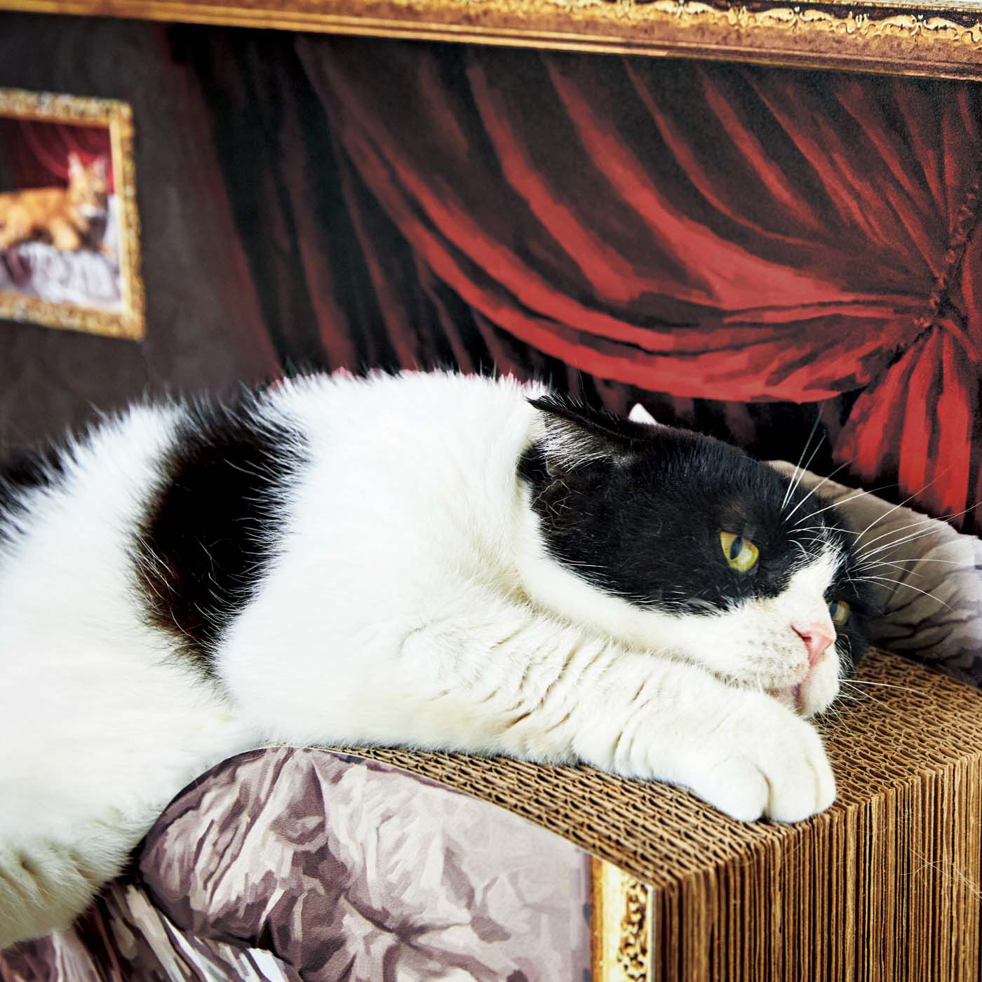 フェリシモギフトショップ|猫がくつろぐ名画が完成 アートな裸婦画風つめとぎ|モデル猫：だんご（4.3kg）
