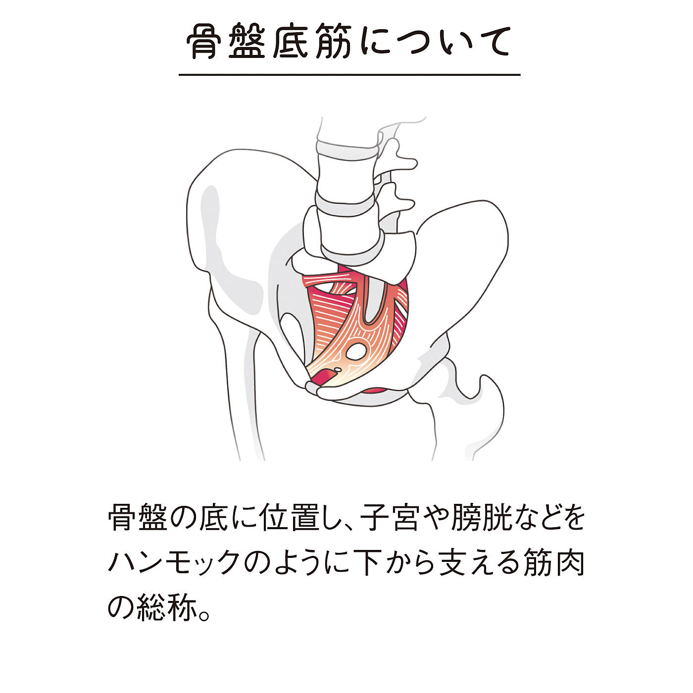 フェリシモギフトショップ|骨盤まわりをきゅっと意識づけ　骨盤底筋クッション〈グリーン〉