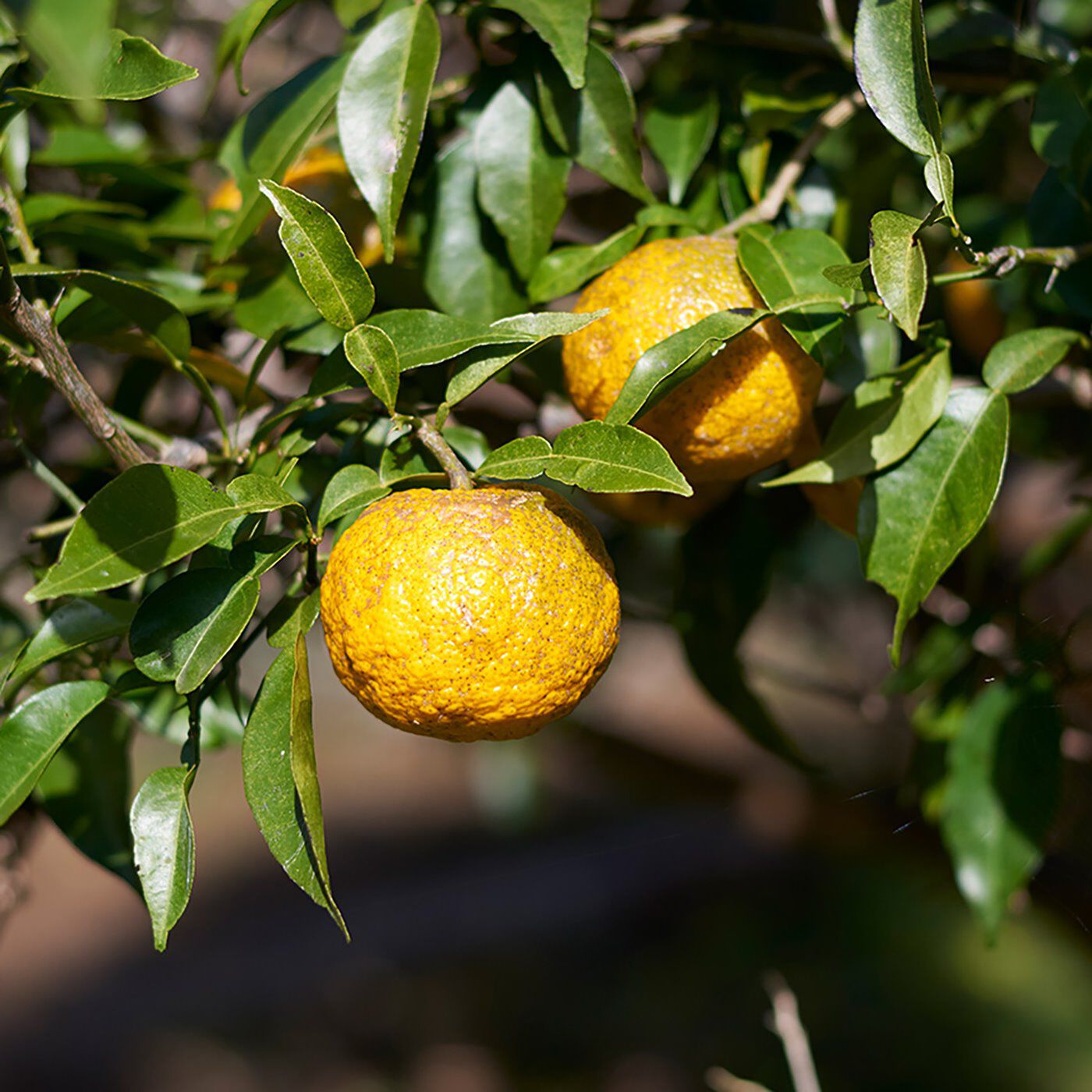 フェリシモギフトショップ|高知県産YUZU　ハンドクリーム〈75g〉|通常、圧搾（あっさく）法という方法で香りを採りますが、「高知県産ＹＵＺＵ」では、よりフレッシュでみずみずしい香りを求め、“水蒸気蒸留法”で精油を抽出しています。
