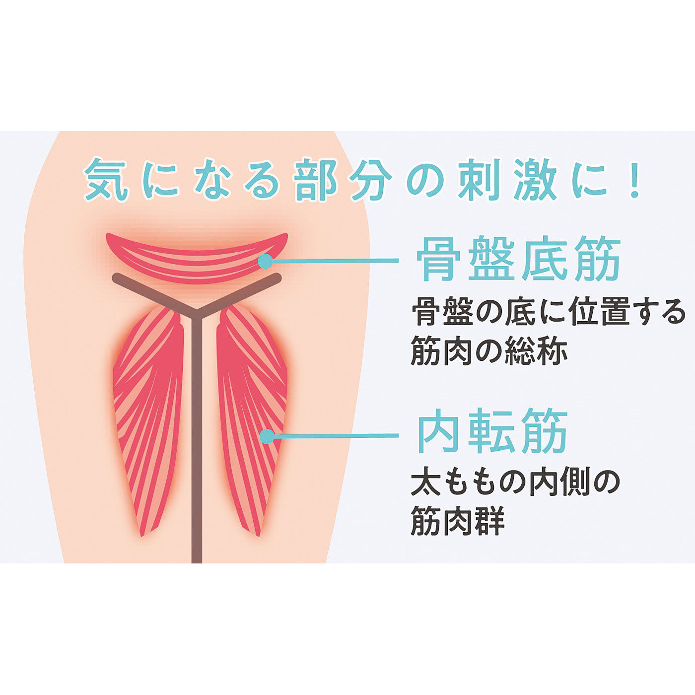 フェリシモギフトショップ|鍛えよう！ 骨盤底筋＆内転筋　３D立体ゲルクッション