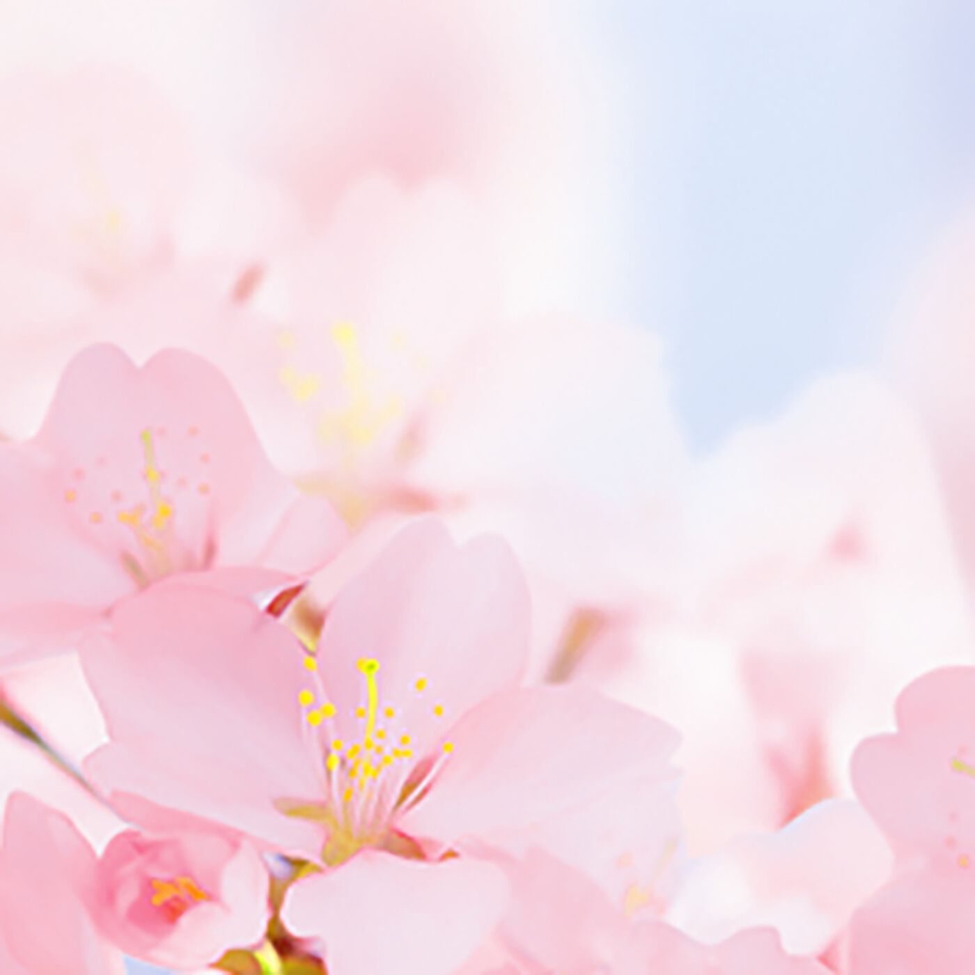 フェリシモギフトショップ|サクラらしくSAKURA　消臭リードディフューザー|「やさしく やわらかく サクラらしく　ＳＡＫＵＲＡ」　フルーティーな香りからフローラルブーケの香りへ広がる、みずみずしくほんのり甘いサクラのやさしい香り。