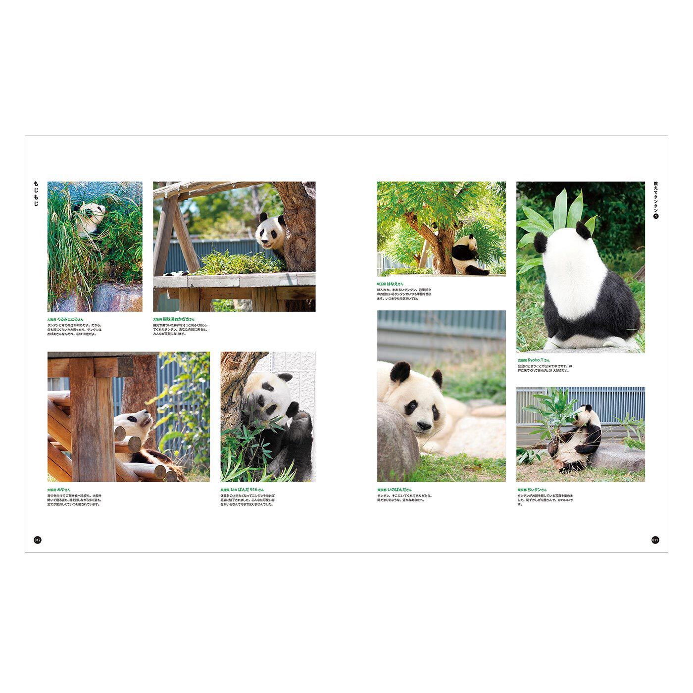 フェリシモギフトショップ|YOU+MORE!　写真集『神戸市立王子動物園のシャイなパンダ　タンタン』