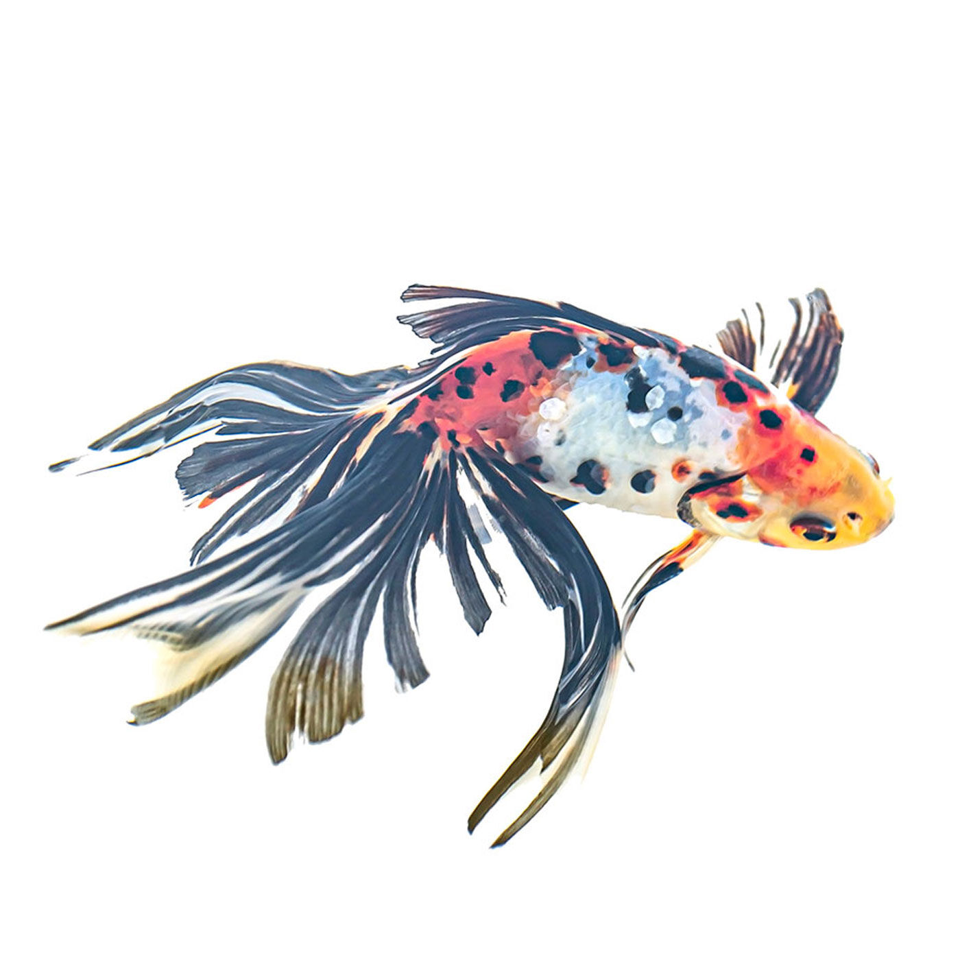 フェリシモギフトショップ|［Fu’s Note］本の中を金魚が泳ぐ！？　金魚の透明しおりセット〈小赤＆赤出目金〉|今では、金魚は私の「知的好奇心を満たしてくれる存在」になりました。金魚の形、動き、たまに見せる感情的な表情を写真に収めるのが好きです。そして、金魚を撮影する仕事をしたり、金魚の写真をモチーフに作品をつくったり、「金魚作家」として活動していくうちに、急速にいろんな縁が広がって……。なので、私にとって金魚は”縁起がいい”イメージでもあります。金魚は、私と人をつないでくれるものかも知れません。