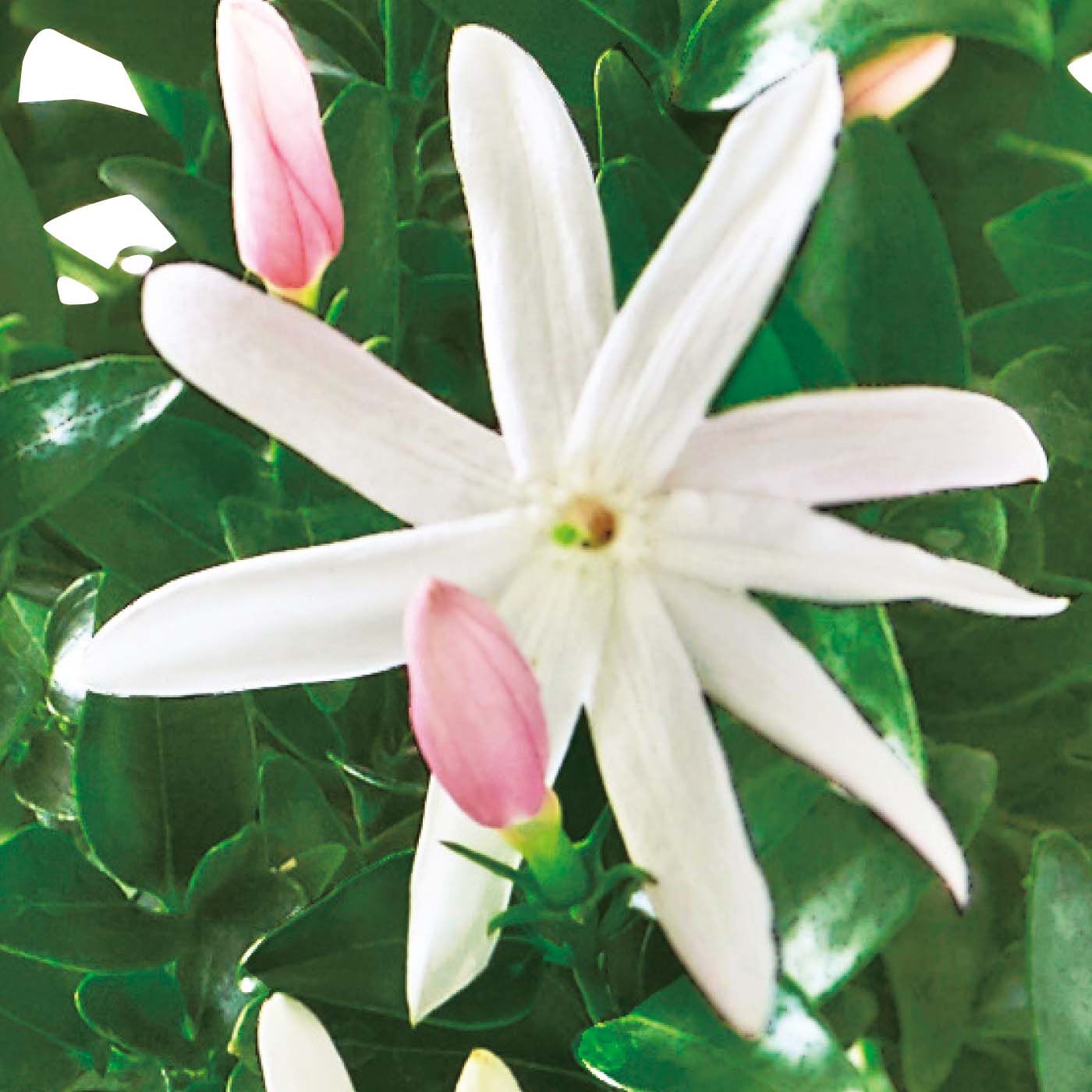 母の日の花ギフト|濃密な香りが幻想的「ワイルドスタージャスミン」