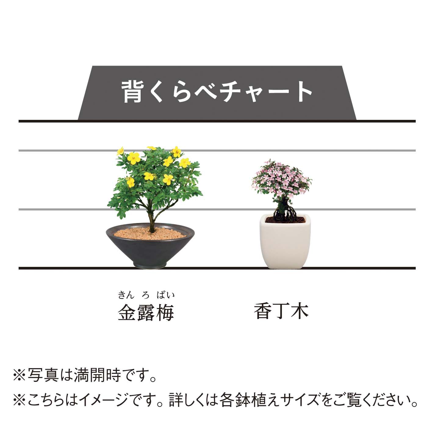 母の日の花ギフト|香丁木