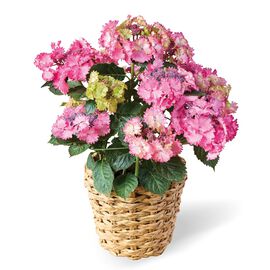母の日の花ギフト | あじさい「群馬エンジェルワルツ」