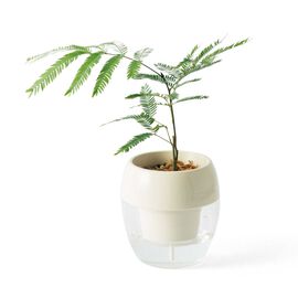 母の日の花ギフト | みずてまりん（Ｒ）エバーフレッシュ