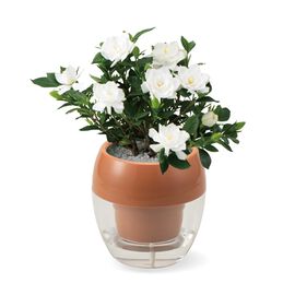 母の日の花ギフト | みずてまりん（Ｒ）くちなし