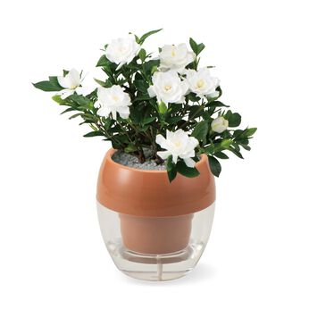 母の日の花ギフト | みずてまりん（R） くちなし