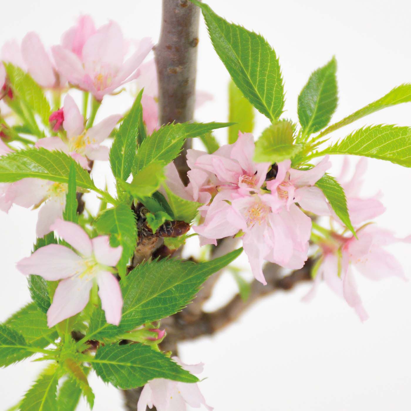 母の日の花ギフト|お母さんのために咲く「苔玉桜」