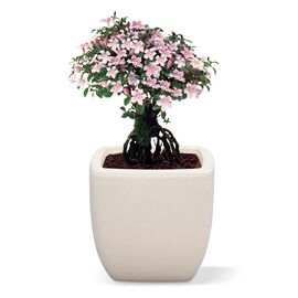 母の日の花ギフト | 香丁木