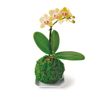 母の日の花ギフト | 苔玉マイクロ胡蝶蘭〈イエロー〉