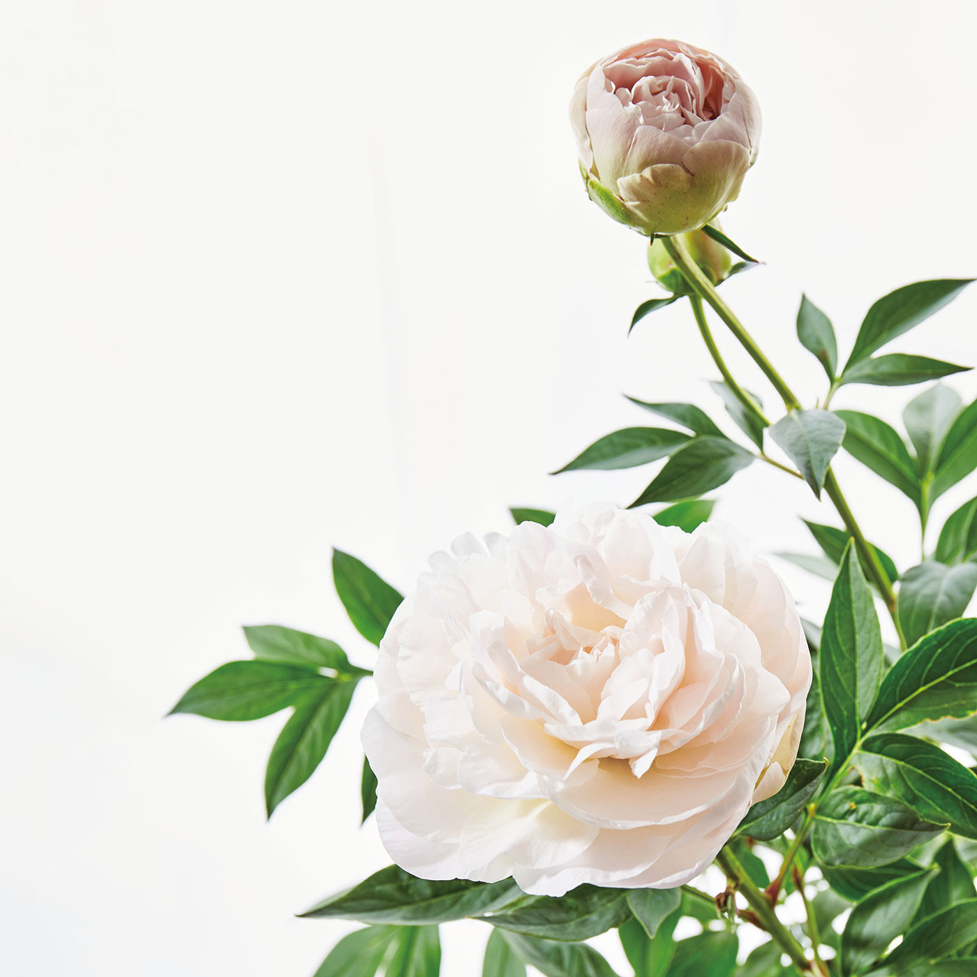 母の日の花ギフト|迫力のある大輪の花姿 シャクヤク「かぐや姫」