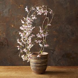 母の日の花ギフト | 富士しだれ桜