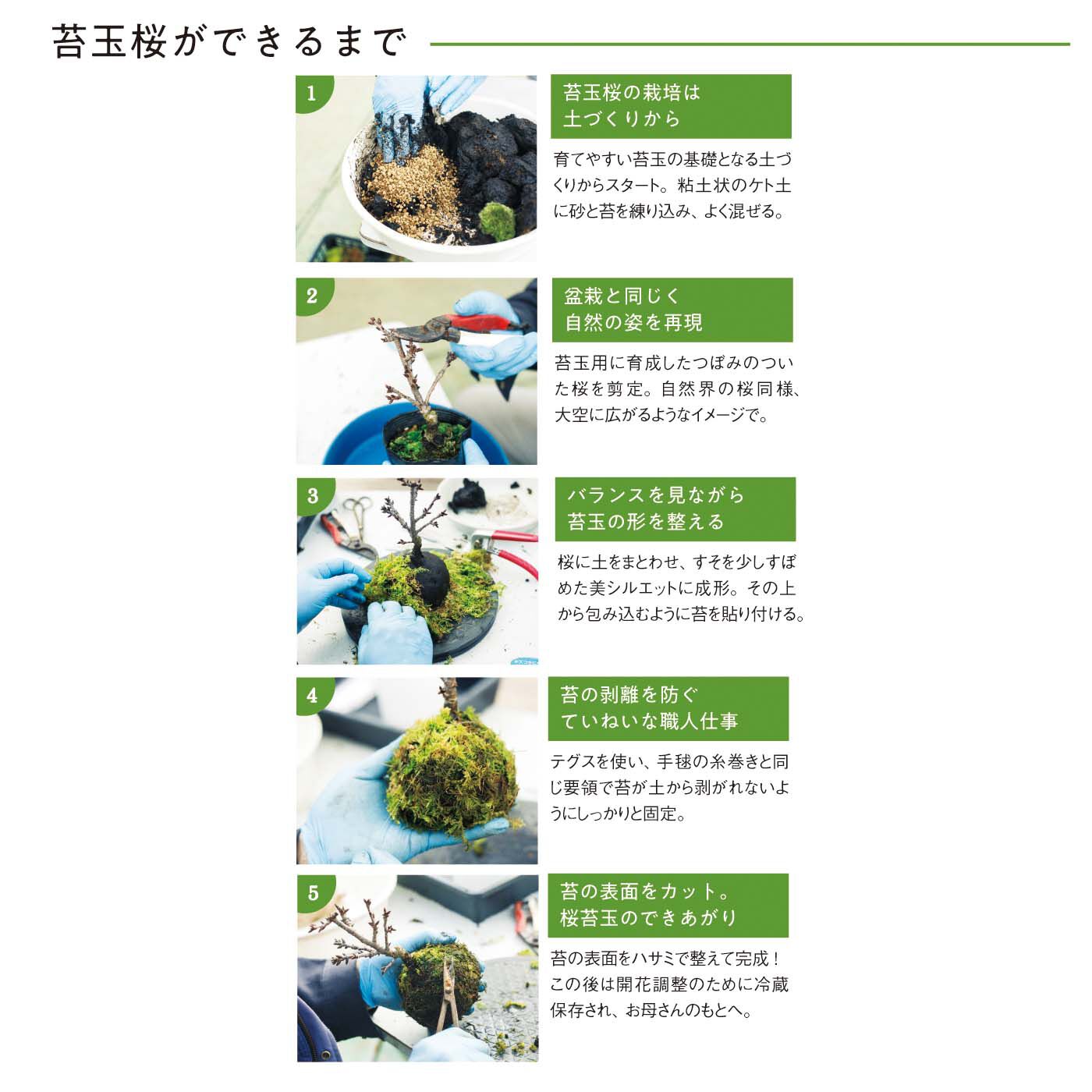 母の日の花ギフト|お母さんのために咲く「苔玉桜」