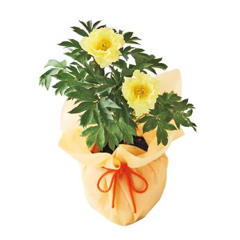 母の日の花ギフト | シャクヤク×ぼたんオリエンタルゴールド